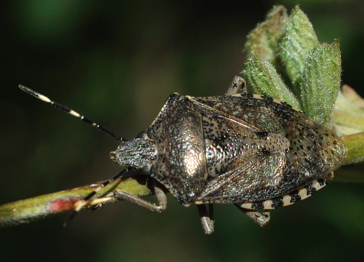 Conferma per Rhaphigaster nebulosa